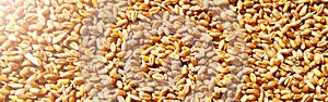 Wheat grains in the form of an agricultural background.