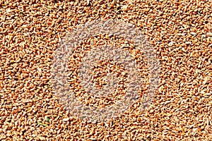 Wheat grains in the form of an agricultural background.