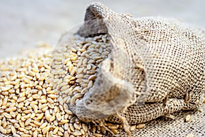 Wheat grains from a gunny bag.