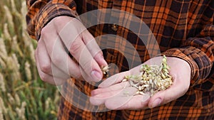 Wheat grains in the hands of a farmer. Agricultural industry