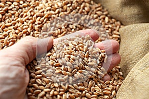 Wheat grains in hands of a farmer. Close up of grain for bread, global food crisis concept due to Russia war against Ukraine.