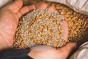 Wheat grains on the hands of a farmer hidden in a sack