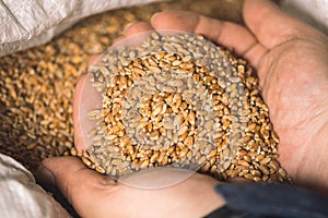 Wheat grains on the hands of a farmer near a sack, food or grain for bread, global hunger crisis