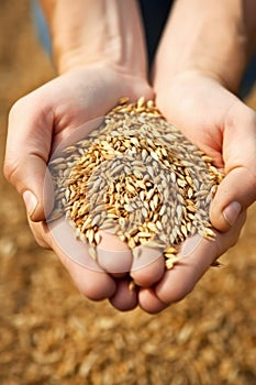 Wheat grains in the hands of a farmer. Selective focus.