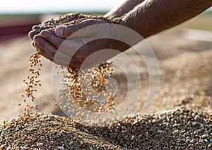 Wheat grains in hands at mill storage