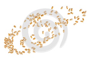 Wheat grains isolated on white background, top view