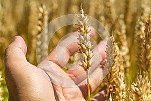 Wheat grains in male palm on wheat field background. Harvest, agriculture, agronomics, food, production, organic concept