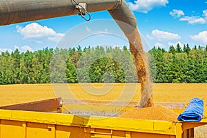 Wheat grains pouring from pipe of combine