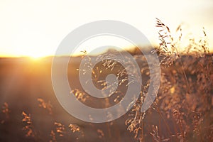 Wheat/Grains on a Prairie Sunset Lens Flare