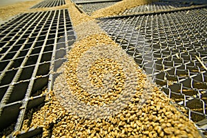 Wheat grains on the silo grid