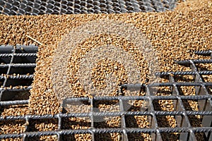 Wheat grains on the silo grid