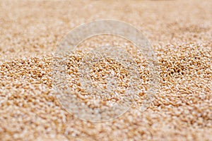 Wheat Grains Stack Closeup