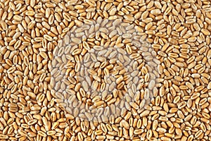 Wheat grains texture. Wheat grains as agricultural background