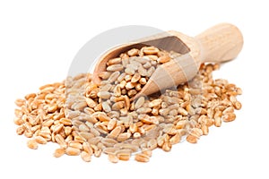 Wheat grains in wooden scoop