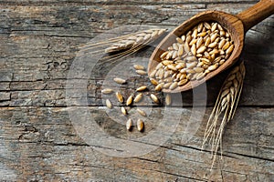 Wheat grains in wooden scoop or shovel