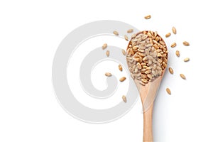 wheat grains in a wooden spoon