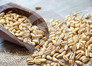 Wheat grains in wooden spoon