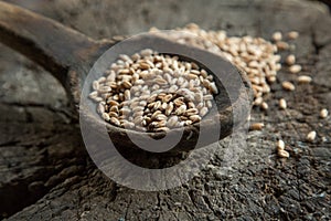 Wheat grains in a wooden spoon.