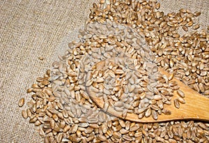 Wheat grains in a wooden spoon on the background of burlap