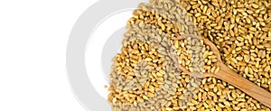 Wheat grains in a wooden spoon on a background of wheat isolated on a white background. Banner. Copy space. Top view. Close-up