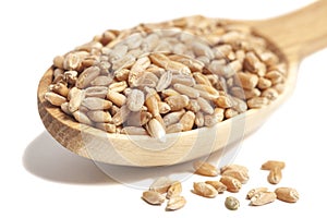 Wheat grains in wooden spoon isolated on white background.