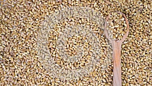 Wheat grains in a wooden spoon on scattered grains of wheat. Banner. Top view. Close-up. Copy space. Selective focus