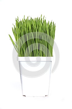 Wheat grass