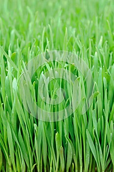 Wheat grass