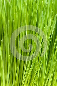 Wheat Grass