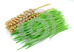 Wheat grass