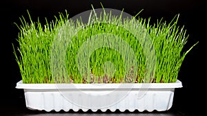 Wheat grass