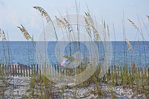 Wheat grass on the beach