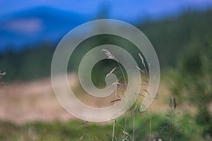 Wheat grass closeup in the mountains