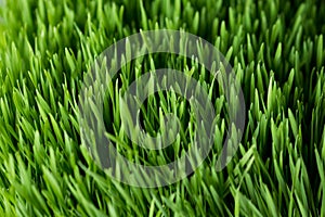 Wheat grass closeup