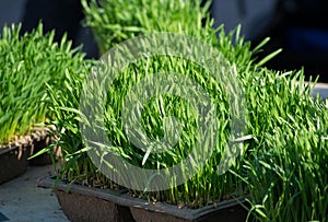 Wheat Grass at the Farmer's Market