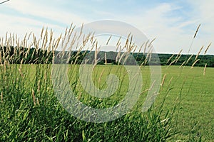 Wheat on a grass field