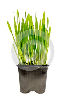 Wheat grass isolated