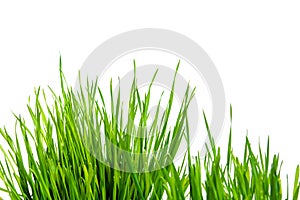 Wheat grass isolated on white background