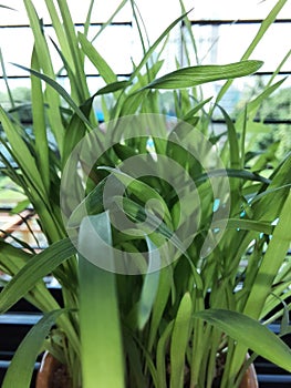 Wheat grass macro image