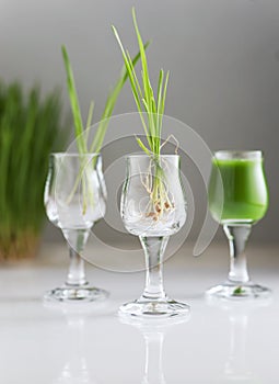 Wheat grass plant on the light background