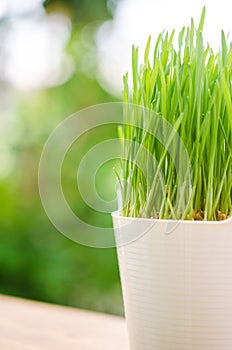 Wheat grass in pot