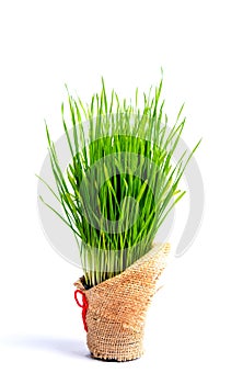 Wheat grass in a pot isolated