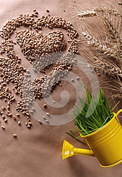 Wheat grass seeds heart shape with fresh wheat in watering can