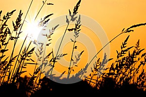 Wheat Grass Silhouette at Sunset