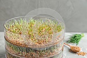 Wheat grass in sprouter on table against color background