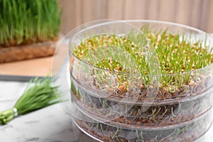 Wheat grass in sprouter on table, closeup