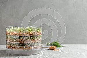 Wheat grass in sprouter on table, space for text