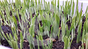 Wheat grass sprouting