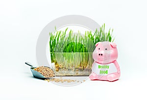 Wheat grass sprouts in a plastic container and a piggy with the inscription HEALTHY FOOD