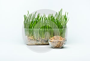 Wheat grass sprouts in a plastic container and wheat grains